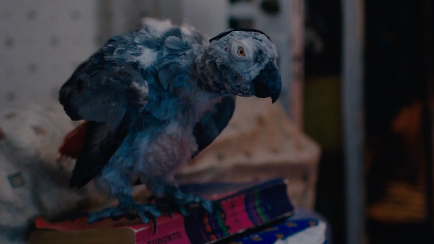 Bird Hostage Toronto After Dark Film Festival 2023