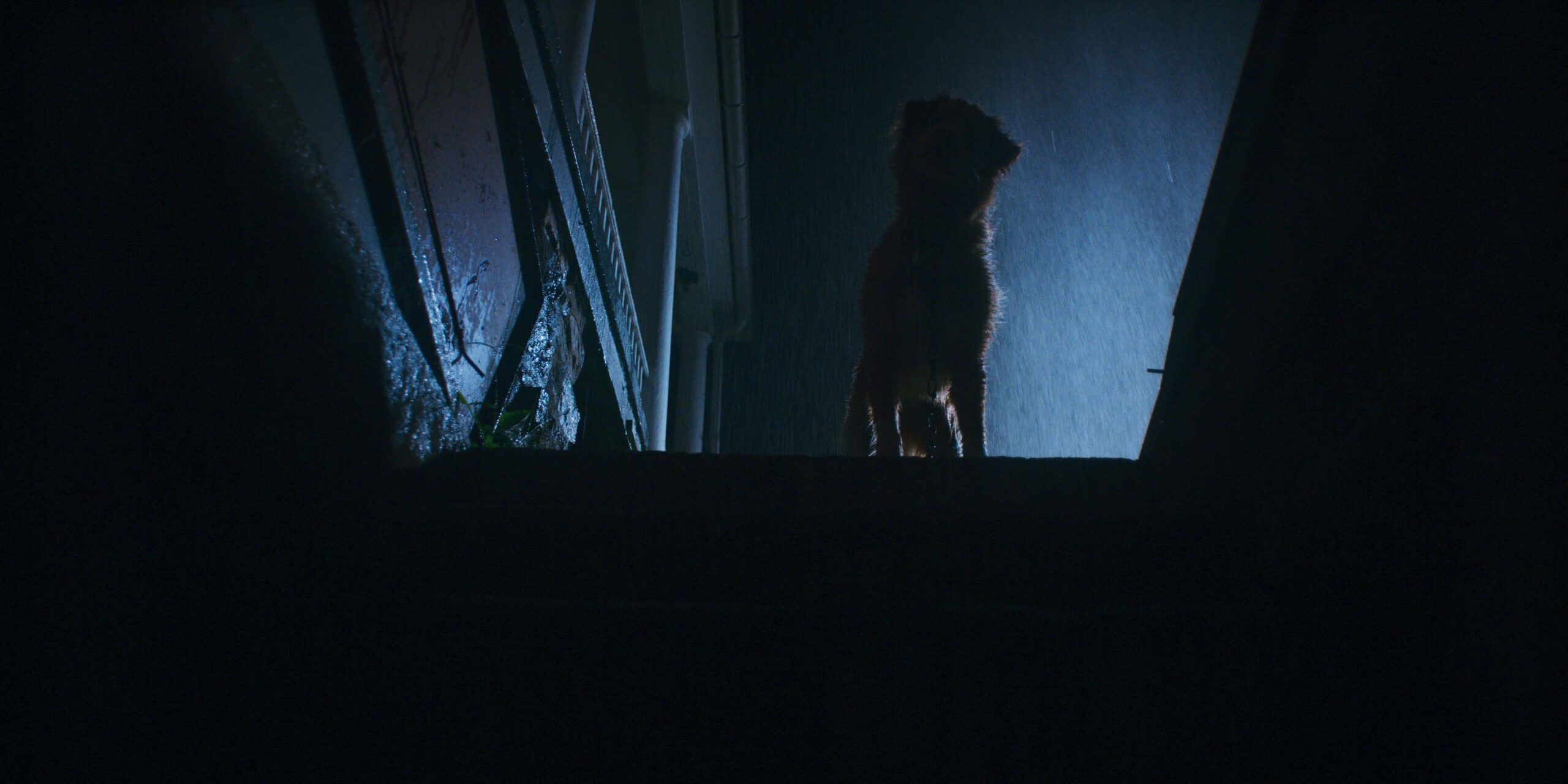 Good Boy - Indy top of stairs